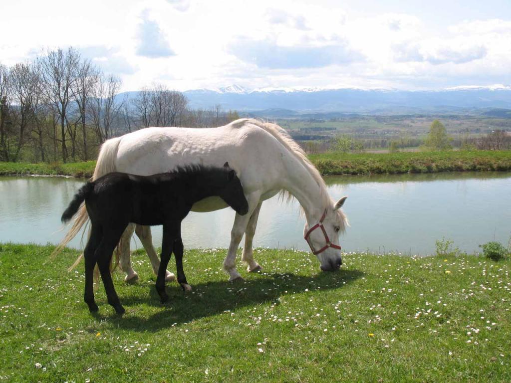 Agroturystyka Szaas Muflon