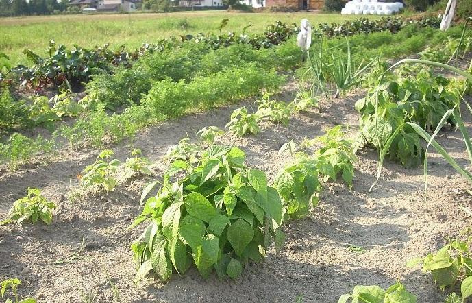 Gospodarstwo Agroturystyczne Stare Siedlisko