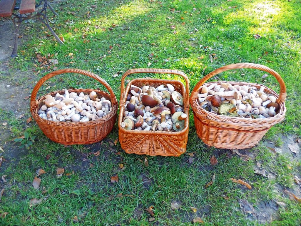 Mazurski Raj - Komfortowa Turystyka; dom i apartamenty 110m2 na 12-24 osb bezp nad jeziorem, Mazury
