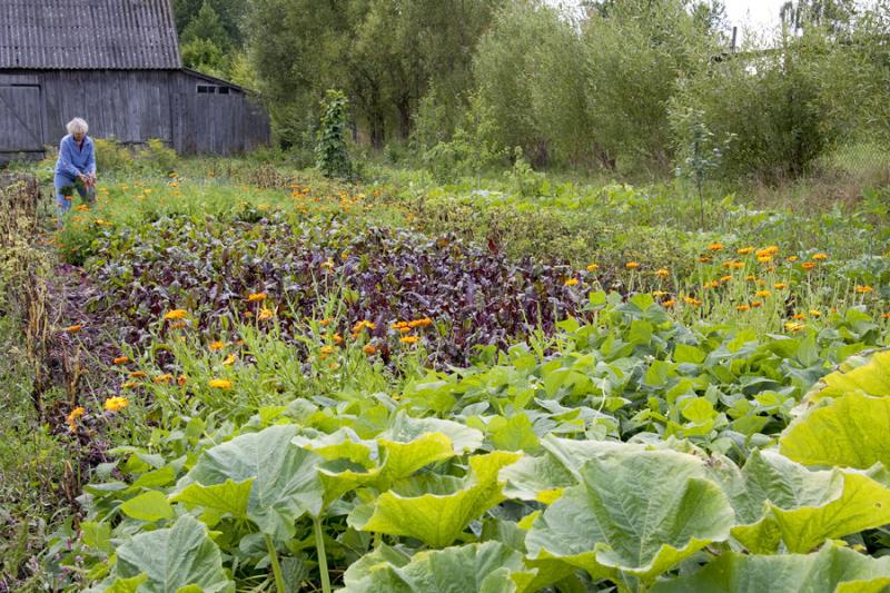 Gospodarstwo agroturystyczne Pod Lasem