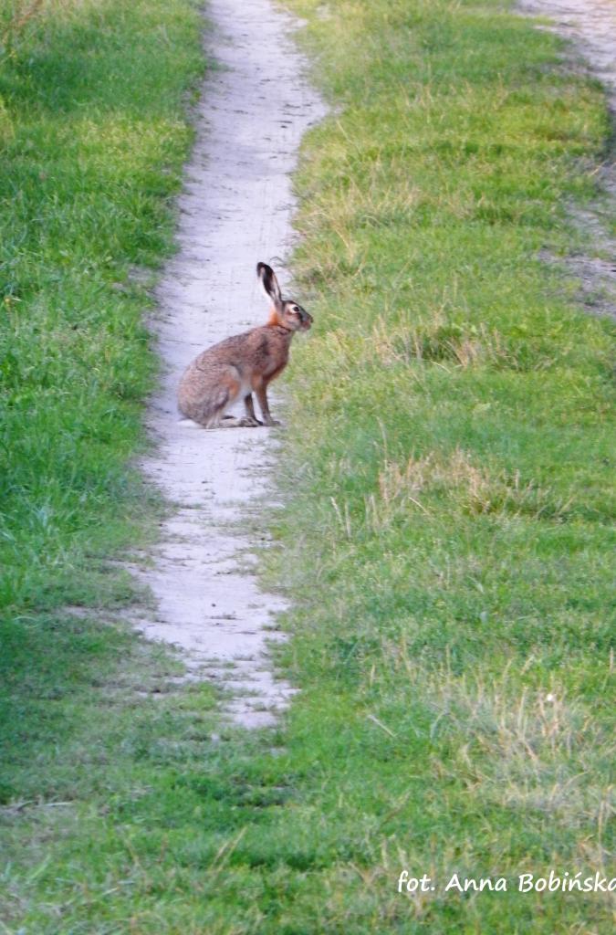 Gospodarstwo Agroturystyczne Wypoczynek nad Bugiem Klepaczew