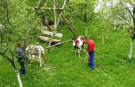 Ekologiczne gospodarstwo agroturystyczne Dbrwka