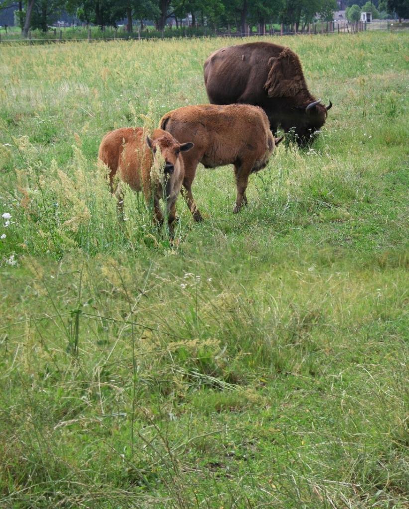 Paac Popielw w Kurozwkach