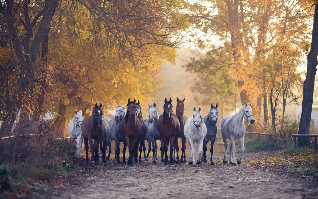 Paac Popielw w Kurozwkach