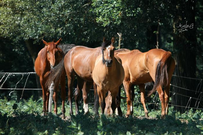 Agroturystyka i Pokoje do Wynajcia Zakrzwek