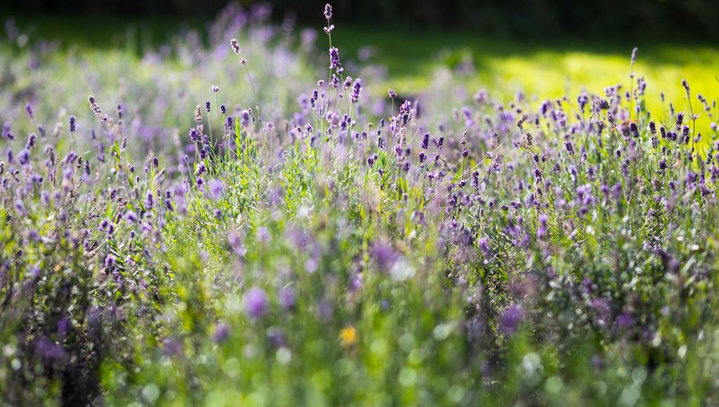 Lavendowo