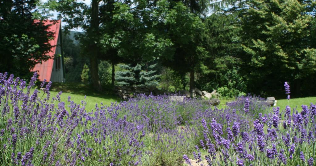 Lavendowo
