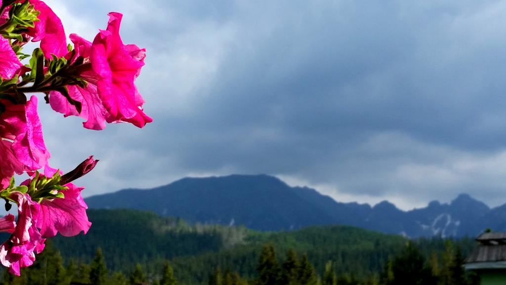 Bajkowa Chata - Domki Nr 1 , 2 dla 6- 25 osb z piknym widokiem na Tatry !