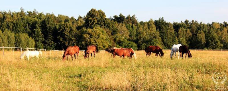 Gospodarstwo Agroturystyczne Dworek Makoszka