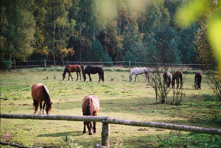 Ranczo Bartoty - Stadnina Koni i Gospodarstwo Agroturystyczne