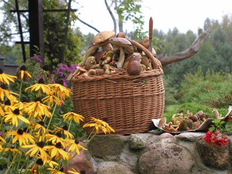 Gospodarstwo Agroturystyczne na Ryby i na Grzyby