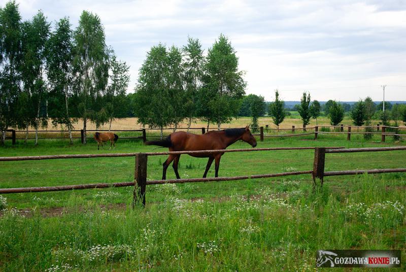 Gospodarstwo Agroturystyczne Gozdawa