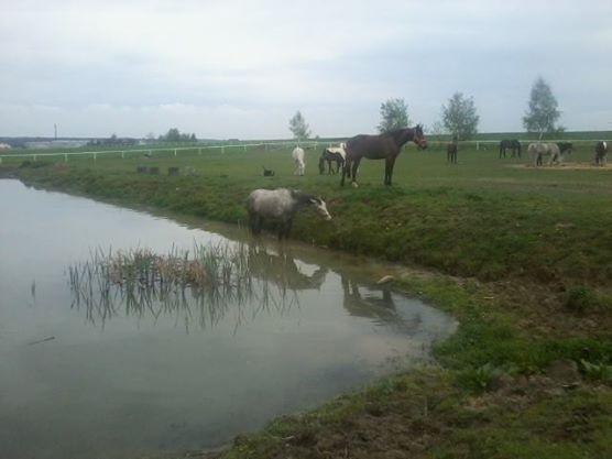 Gospodarstwo Agroturystyczne we Wtrku