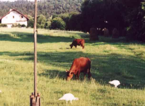 Agroturystyka W zkach