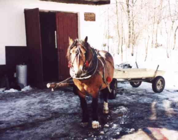 Agroturystyka W zkach