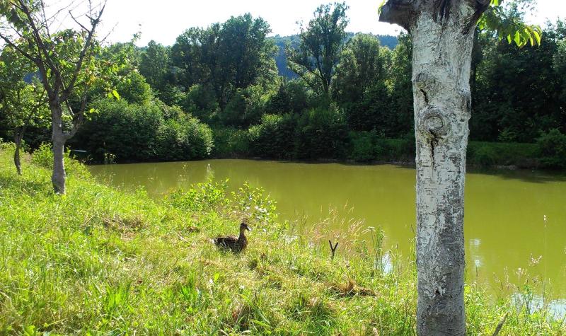 Gospodarstwo Agroturystyczne Nad Potokiem