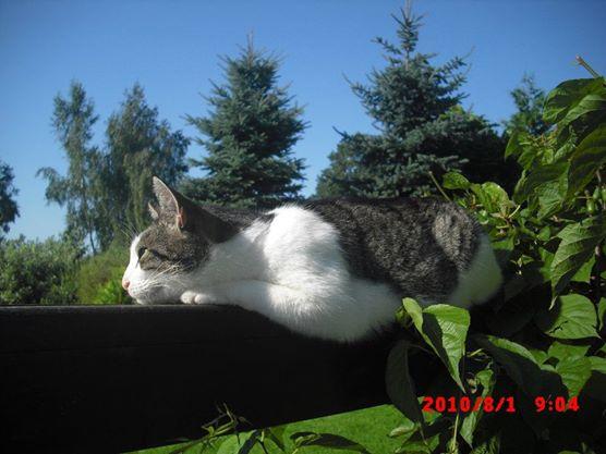 Pokoje gocinne T.M. Laszuk