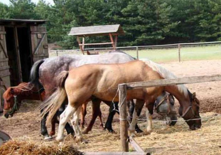 Gospodarstwo Agroturystyczne Zacisze