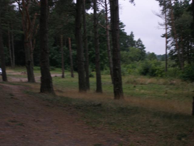 Pole Namiotowe Pod Sosnami