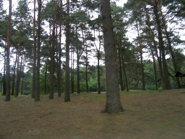 Pole Namiotowe Pod Sosnami