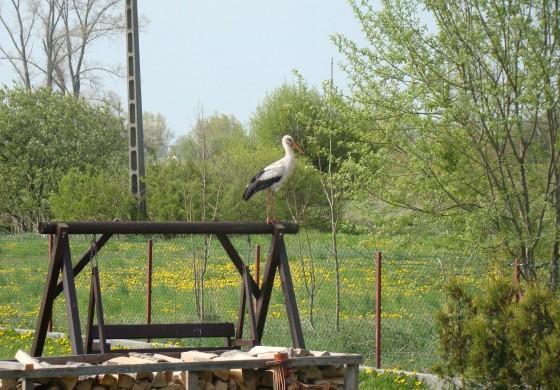 Pokoje Pod Kogutem