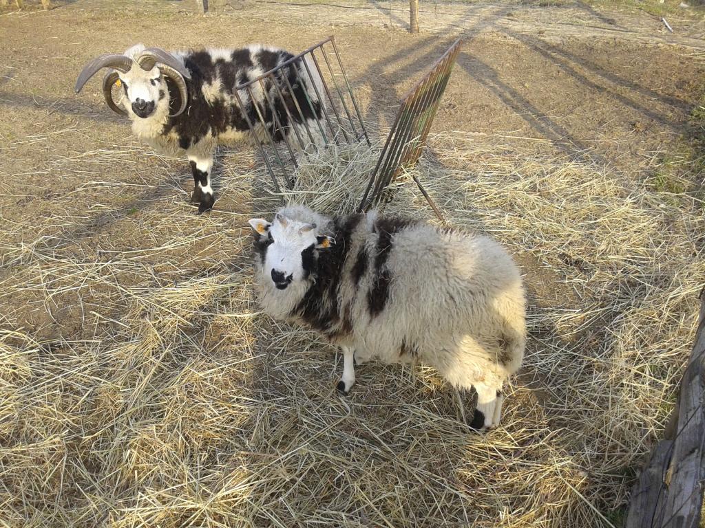 Gospodarstwo Rolno- Agroturystyczne Ranczo Natii