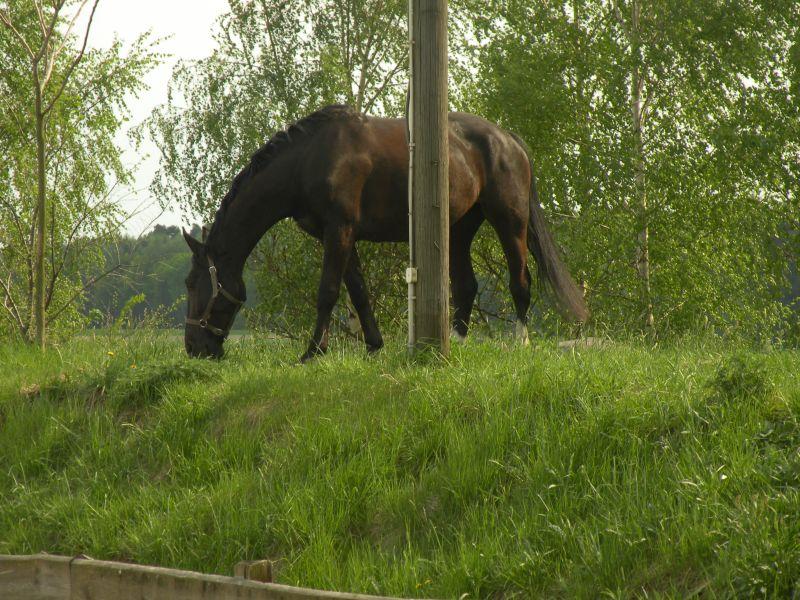 Gospodarstwo Agroturystyczne Western Ranch Pietna