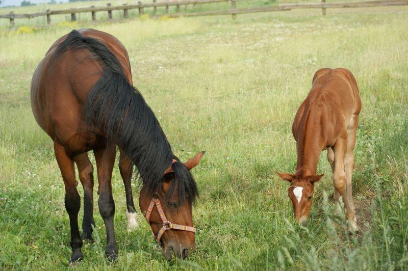 Gospodarstwo Agroturystyczne Western Ranch Pietna