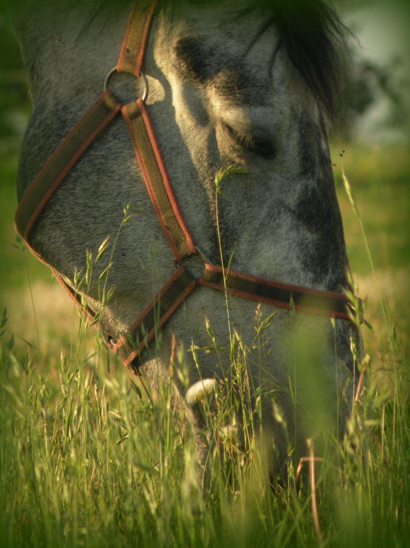 Gospodarstwo Agroturystyczne Western Ranch Pietna