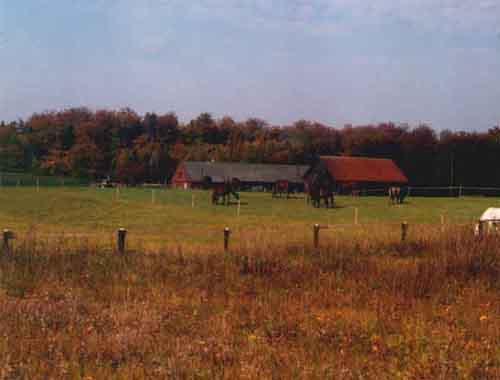 Gospodarstwo Agroturystyczne Pod Lasem