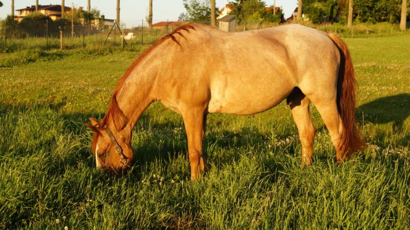 Agroturystyka Jedziecka Krobia