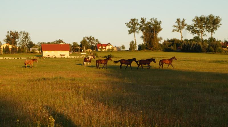 Agroturystyka Jedziecka Krobia