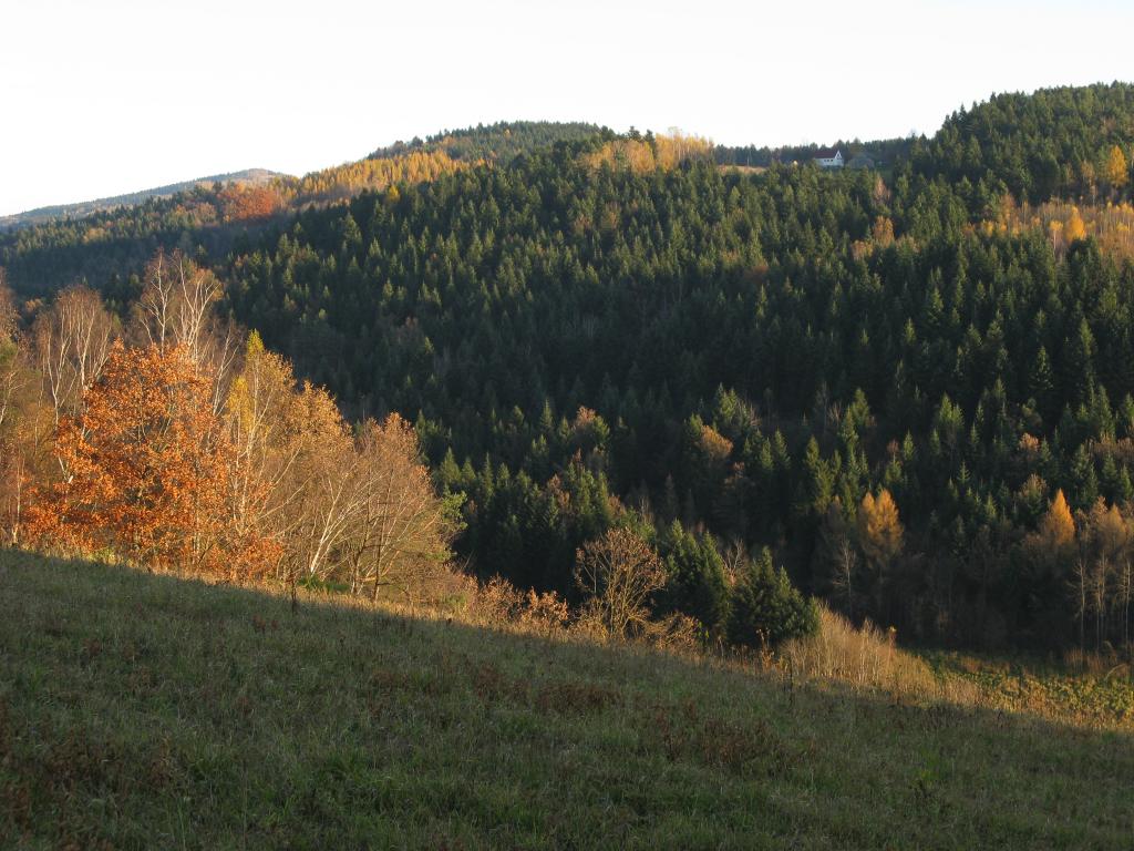 Domek Caoroczny w grach Nowy Scz- Pszczka