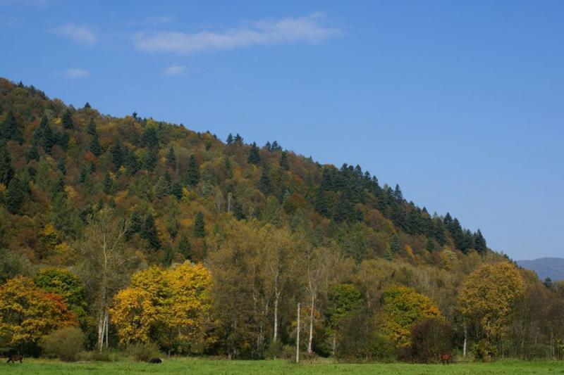 Orodek Ostoja