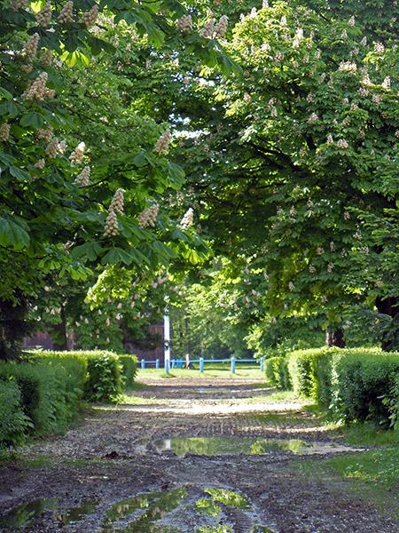 Fundacja Klikowska Ostoja Polskich Koni