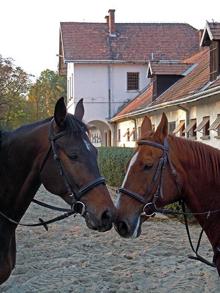 Fundacja Klikowska Ostoja Polskich Koni