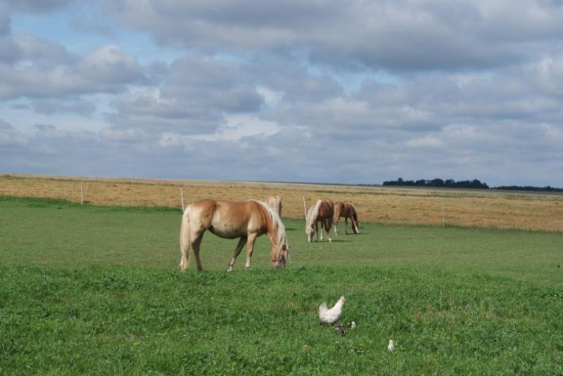 Ranczo Haflinger