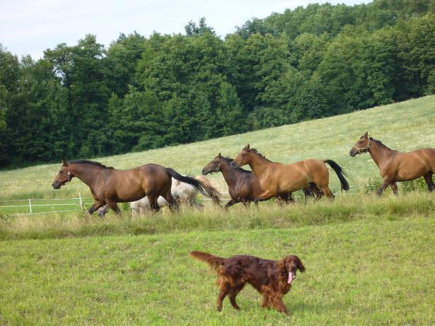 Lubaczwka - Agroturystyka na Mazurach