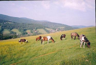 Agroturystyka niegociny