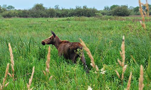 Gospodarstwo Agroturystyczne Bujnowscy