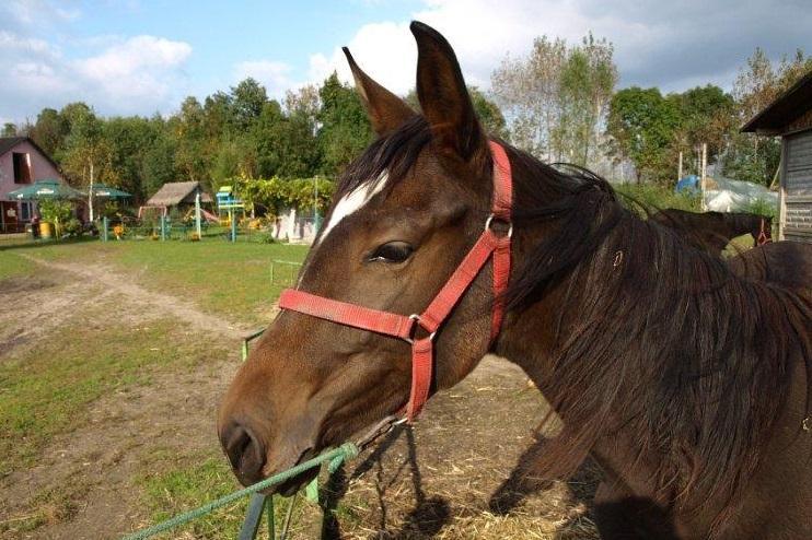 Gospodarstwo agroturystyczne Agroland