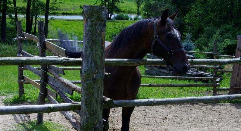 Gospodarstwo agroturystyczne Gociniec nad Prosn