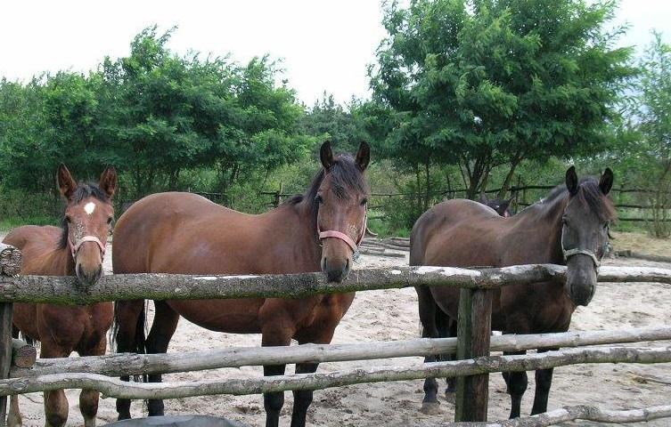 Gospodarstwo agroturystyczne Koniczynka w Klatce