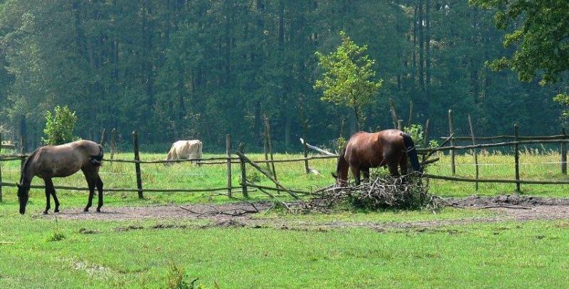 Gospodarstwo agroturystyczne Zbigniew Wonicki