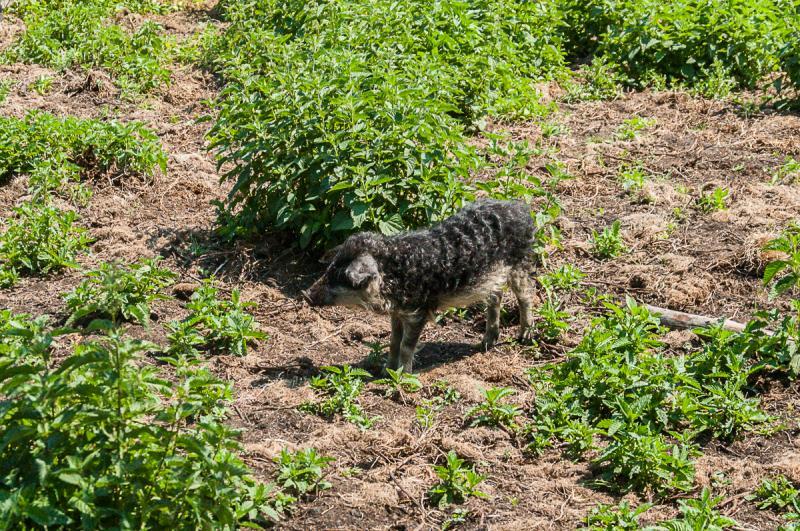 Gospodarstwo agroturystyczne Eko - Zagroda