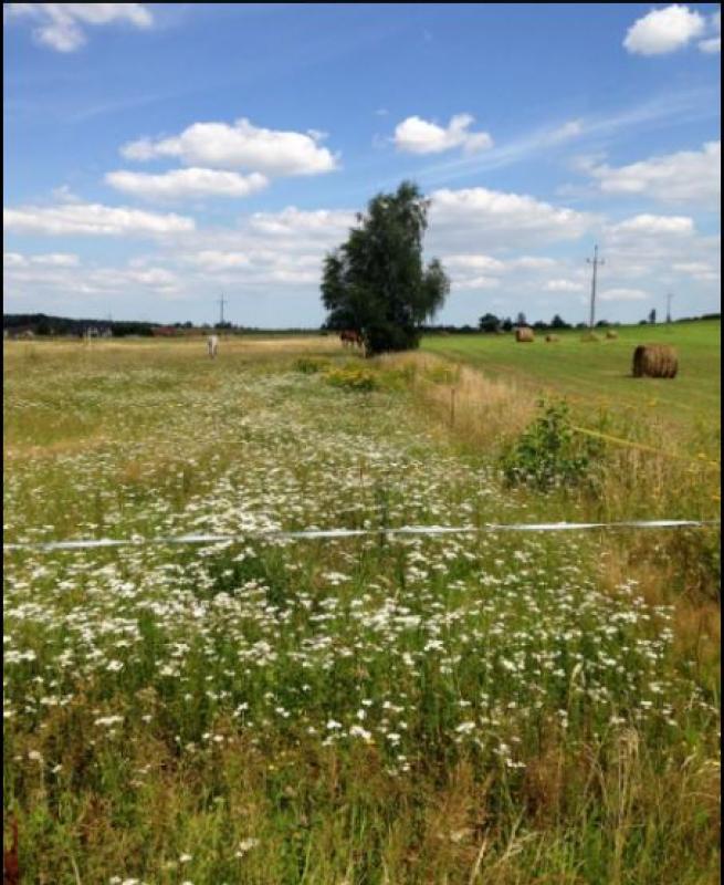 Agroturystyka Kleszczewo