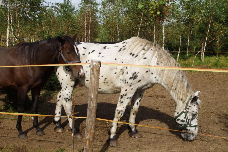 Gospodarstwo Agroturystyczne Koziokowo