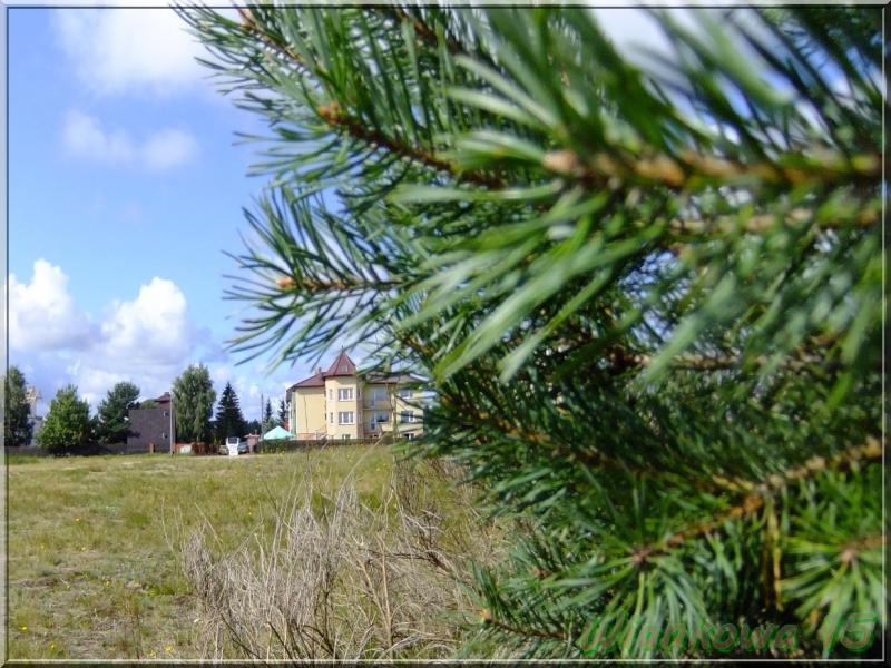 Podlesie nad morzem