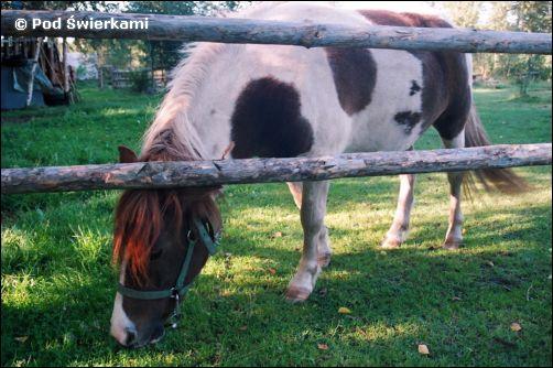 Agroturystyka Pod wierkami