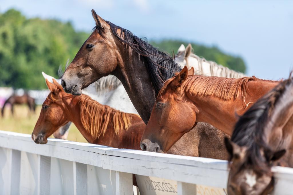 Kadyny Folwark Hotel & Spa